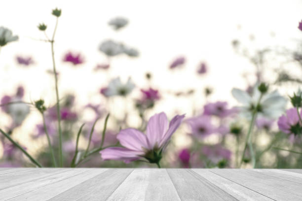 istock Empty top wooden table on cosmos flowers blooming on blue sky 1396479143