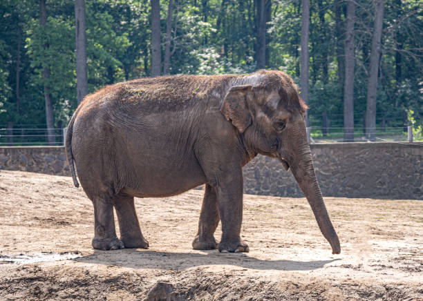 istock Elephant in the zoo. 1396480545