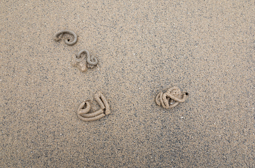 Lugworm / Sandworm (Arenicola marina) casts on sand beach at low tide. Portobello beach, Edinburgh, Scotland.