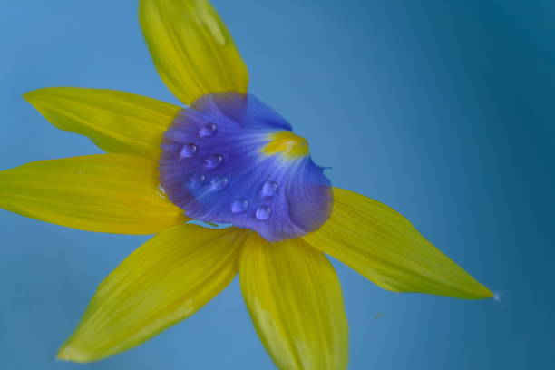 petals falling background. fallen flower petals with water drops on blue background