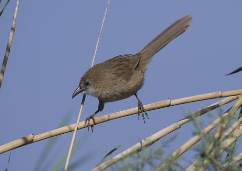 The Iraq babbler (Argya altirostris) is a species of bird in the family Leiothrichidae, native to reed beds of the Tigris-Euphrates Valley. It is found in Iraq and south-western Iran.