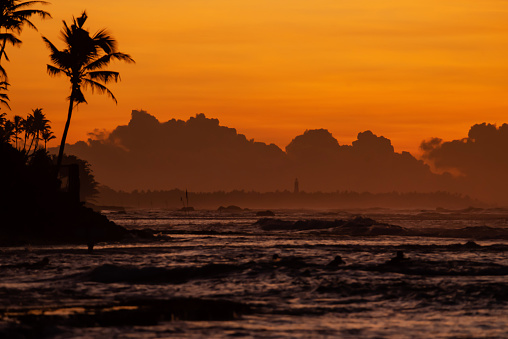 A closeup shot of silhouettes of palm trees near the sea at sunset