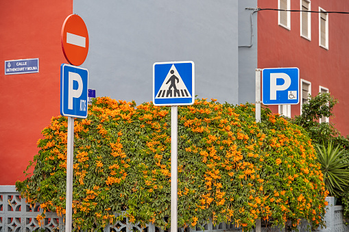 Different traffic signs in front of a beautiful flower in Santa Cruz which is the main city on the Spanish Canary Island Tenerife