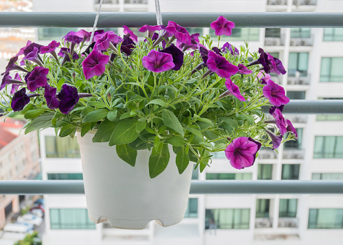 Petunia flower in blue grey woven plastic basket on brown stonewall background. Blooming violet seasonal plant with white and pink color.