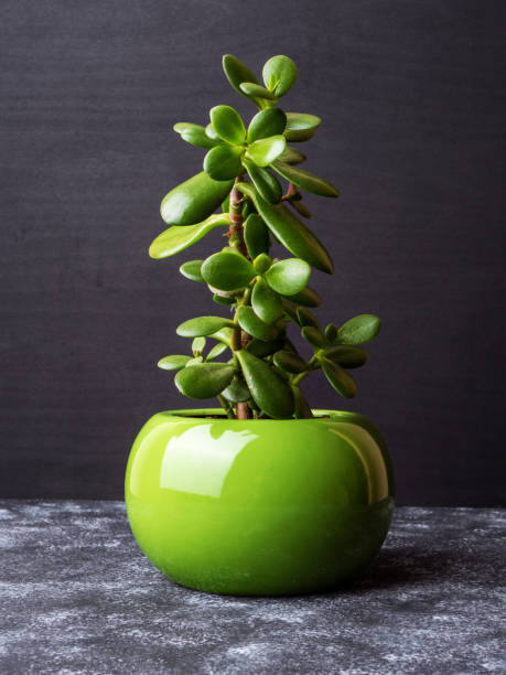Crassula ovata houseplant in a green pot. Grey background Crassula ovata, commonly known as jade plant, lucky plant, money plant or money tree, is a succulent plant. It is common as a houseplant worldwide. Green pot. Grey background. jade plant stock pictures, royalty-free photos & images