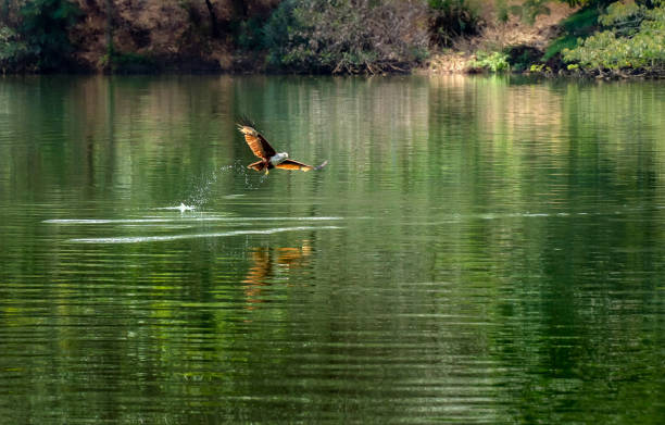 istock The hawk is hunting prey on the river. 1396488511
