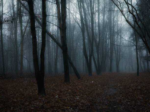 istock Atmospheric dark autumn woods 1396490591
