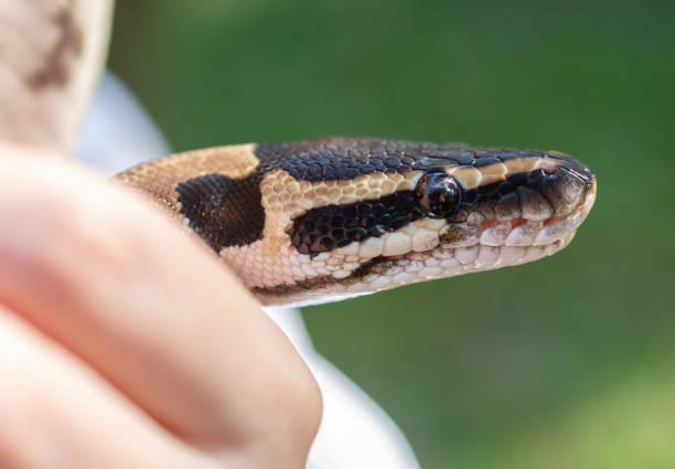 istock Hand holding brown and black snake 1396490794