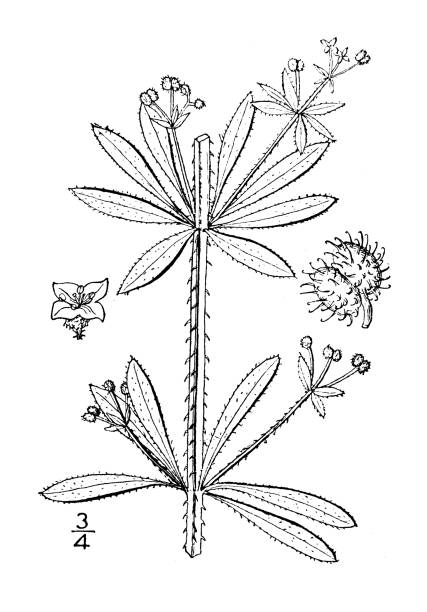 illustrazioni stock, clip art, cartoni animati e icone di tendenza di illustrazione di piante botaniche antiche: galium aparine, cleavers, goose grass - asperula odorata