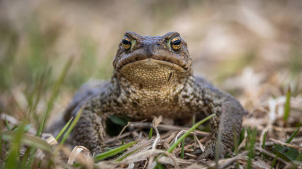 crapaud - common toad photos et images de collection