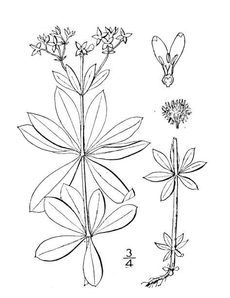 illustrazioni stock, clip art, cartoni animati e icone di tendenza di illustrazione di piante botaniche antiche: asperula odorata, sweet woodruff - asperula odorata