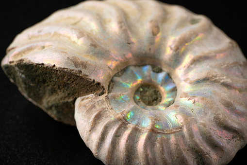 Ammonite fossils