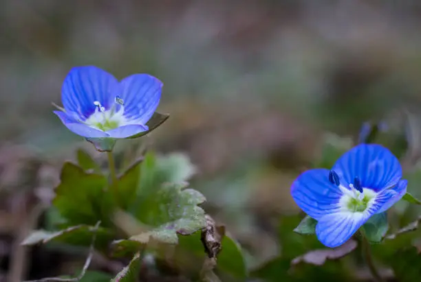 Veronica persica flowers, in spring, macro shot, little blue flowers