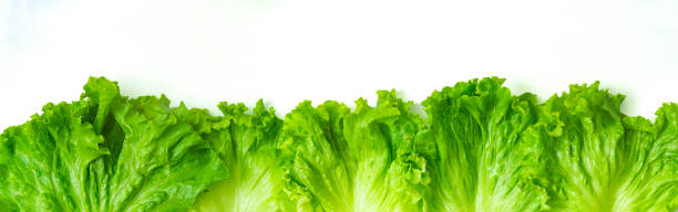 新鮮な緑のレタスサラダバナーああ白い背景 - leaf vegetable freshness vegetable market ストックフォトと画像