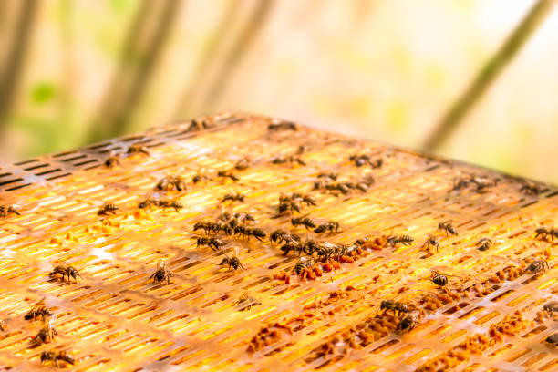istock Open hive with bees in the garden 1396493403