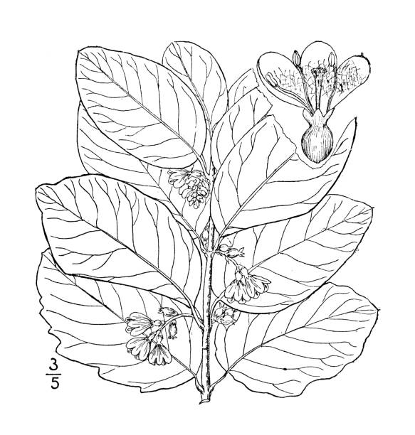 ilustrações, clipart, desenhos animados e ícones de ilustração antiga da planta botânica: symphoricarpos occidentalis, wolfberry - wolfberry