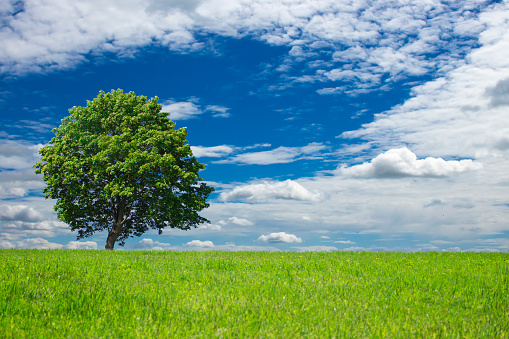 Green tree flying in a meadow against a blue sky with clouds