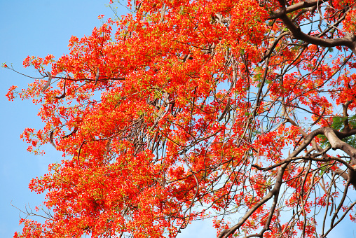 May Flower (locally known as Gul Mohar) tree in full bloom against a bright blue tropical sky in Mumbai, India. Otherwise an evergreen tree, it blossoms with beautiful red, orange flowers in April-May every year. Hence the name May Flower. Copy space.