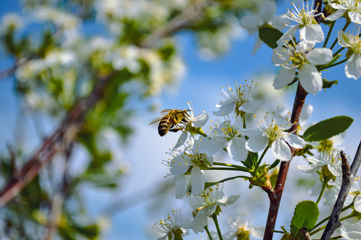 A worker bee flying and collecting pollen from the blackberry blossoms in the nature