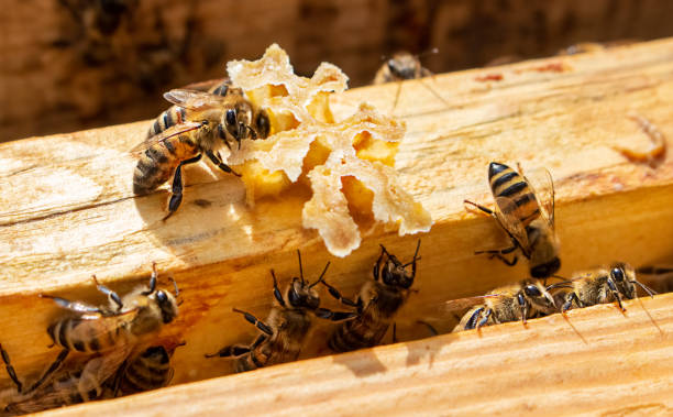 istock Macro nature. Bees build honeycombs 1396494537