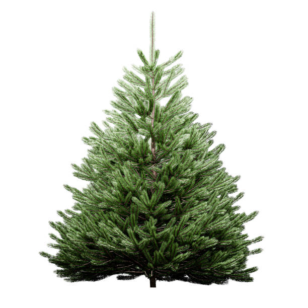 istock Sitka spruce isolated on white background 1396495512