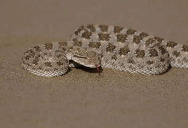 Photo of Cerastes gasperettii, commonly known as the Arabian horned viper