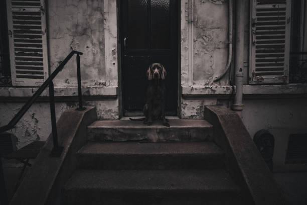 Weimaraner dog guarding it's home in an old alley in Paris