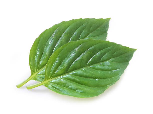 istock Fresh basil leaf isolated on white background, close up. Basil herb 1396496624