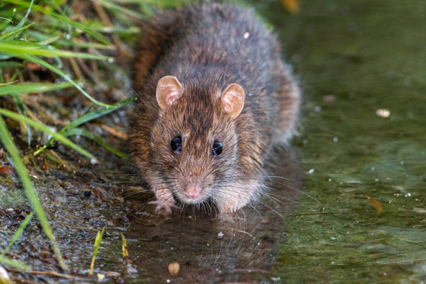 istock brown rat caught drinking in a pond 1396497817