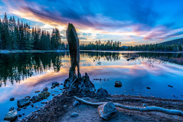 マンザニータ湖の木の引っ掛かり - lassen volcanic national park ストックフォトと画像