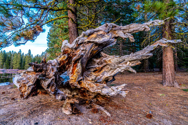 巨大な木の根 - lassen volcanic national park ストックフォトと画像