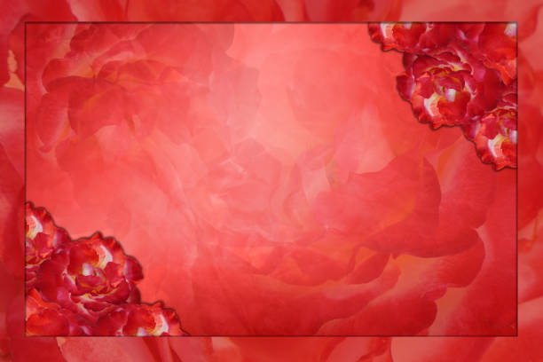 blur red frame, red roses top right and bottom left, abstract blur roses flower on red background, nature, banner, template, name card, copy space
