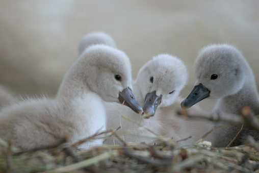 While her seven cygnets rest on land, their mother mute swan (Cygnus olor) stretches her wings in the background. Maybe she is encouraging her young ones to stretch and exercise their beginning-wings.