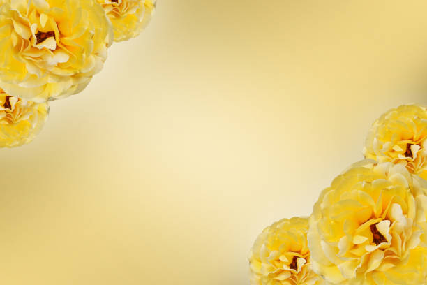 yellow roses flower top left and bottom right corners on yellow background, nature, decor, banner, template, name card, copy space