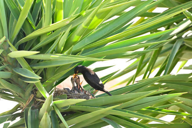 European Starling feeding chicks