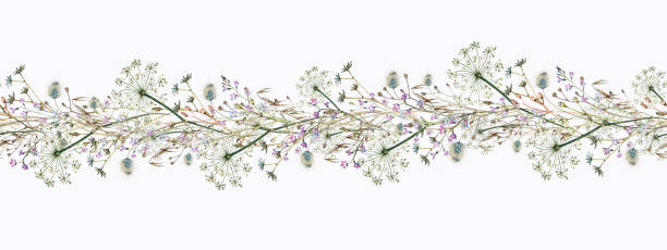 水彩画は、白い背景に孤立した水平な花輪に、ディルの花、森の花、その他の夏のハーブのシームレスな境界線を描きました。 - fennel dill flower isolated点のイラスト素材／クリップアート素材／マンガ素材／アイコン素材