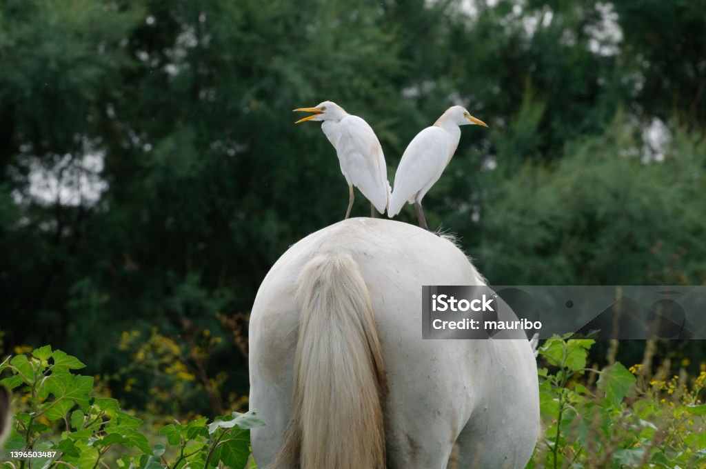 cattle egret on a horse Animal Stock Photo