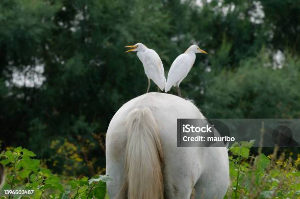 Cattle Egret On A Horse Stock Photo - Download Image Now - Animal, Animal Wildlife, Animals In The Wild