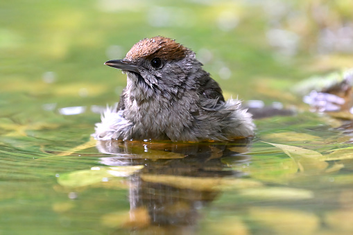 female blackcap washing (Sylvia atricapilla)