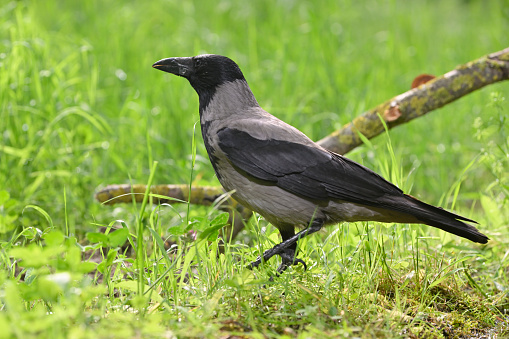 hooded crow (Corvus cornix)
