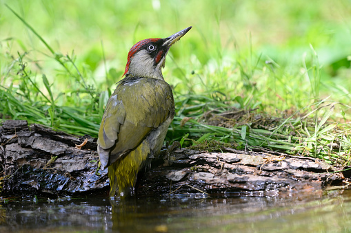male european green woodpecker washing (Picus viridis)