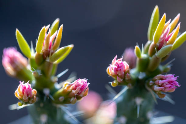 View of a Prickly pear cactus also known as Cylindropuntia imbricata Pinky released copy space