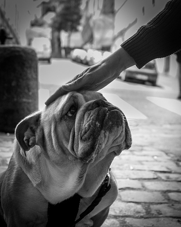English bouledog is sad in a street photography in Paris. Black and White