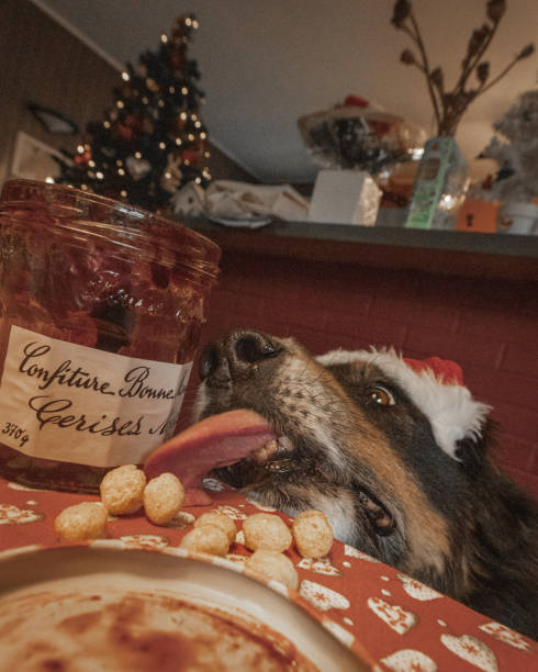 istock Dog steals some food on the table 1396505965