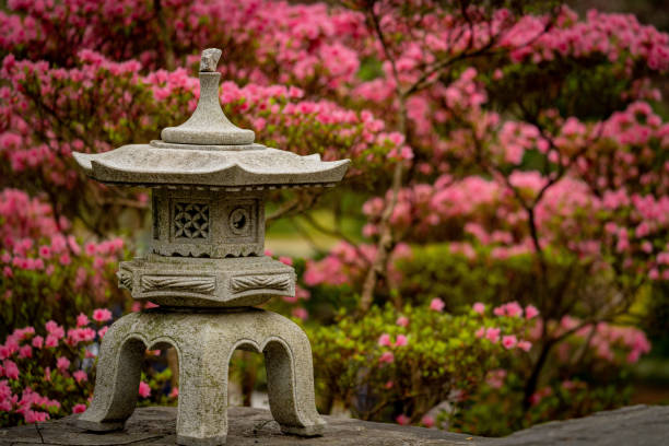 Pink Azaleas  in Japanese Garden
