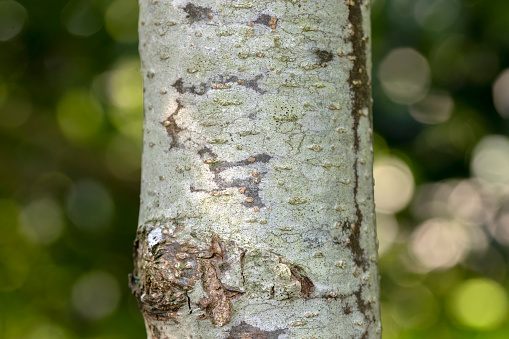 Bark Of An Alnus Glutinosa At Amsterdam The Netherlands 21-3-2022