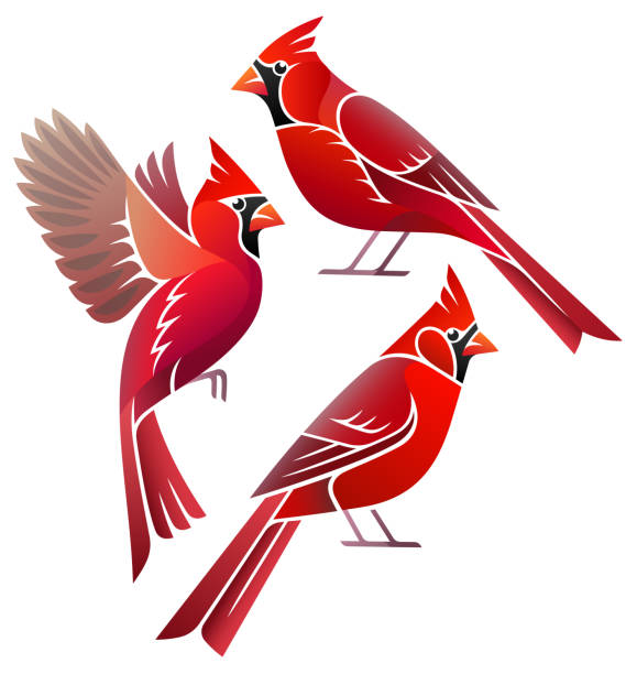 Stylized Birds Stylized Birds - Northern Cardinal cardinal bird stock illustrations