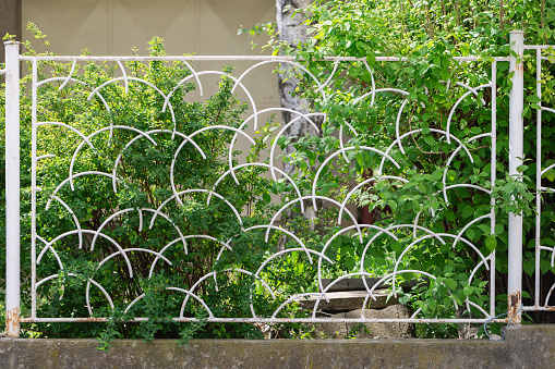 Green bush, shrub or young tree behind the old vintage iron lattice fence with rust and chipped white paint