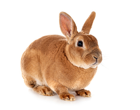 Rex rabbit in front of white background