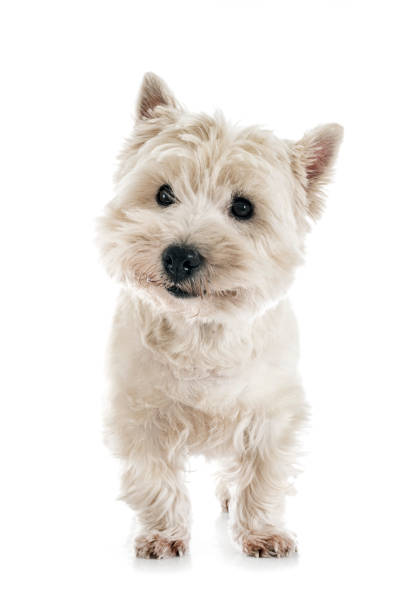 west highland white terrier - westy - fotografias e filmes do acervo